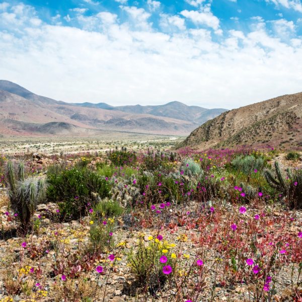 Valle-del-Huasco-florido